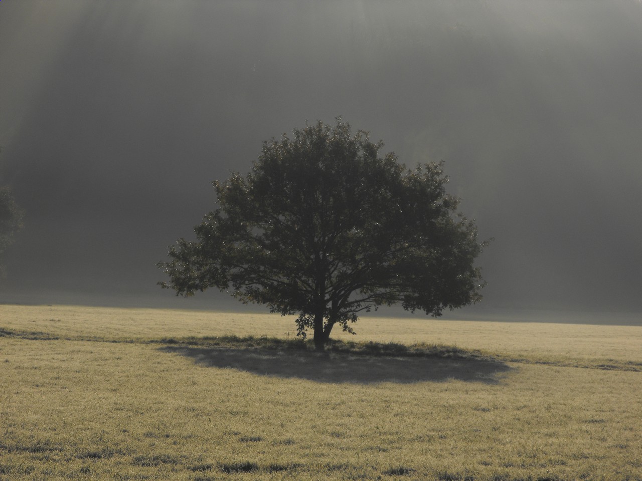 Wallpapers Nature Trees - Forests Arbre en automne