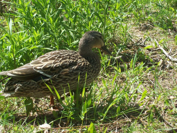 Fonds d'cran Animaux Oiseaux - Canards Colvert femelle