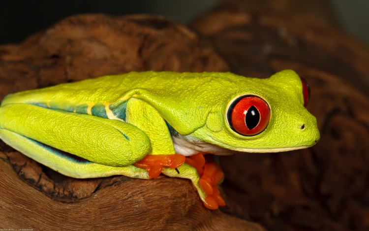 Wallpapers Animals Frogs - Toads Je vois rouge !