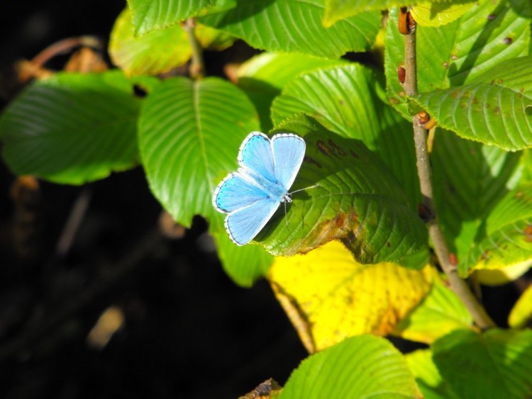 Wallpapers Animals Insects - Butterflies Papillon bleu