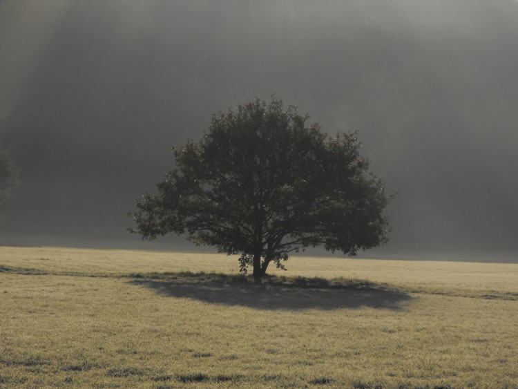 Wallpapers Nature Trees - Forests Arbre en automne