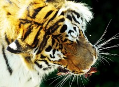 Fonds d'cran Animaux Flin vu du ciel