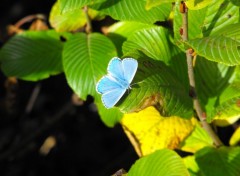 Wallpapers Animals Papillon bleu