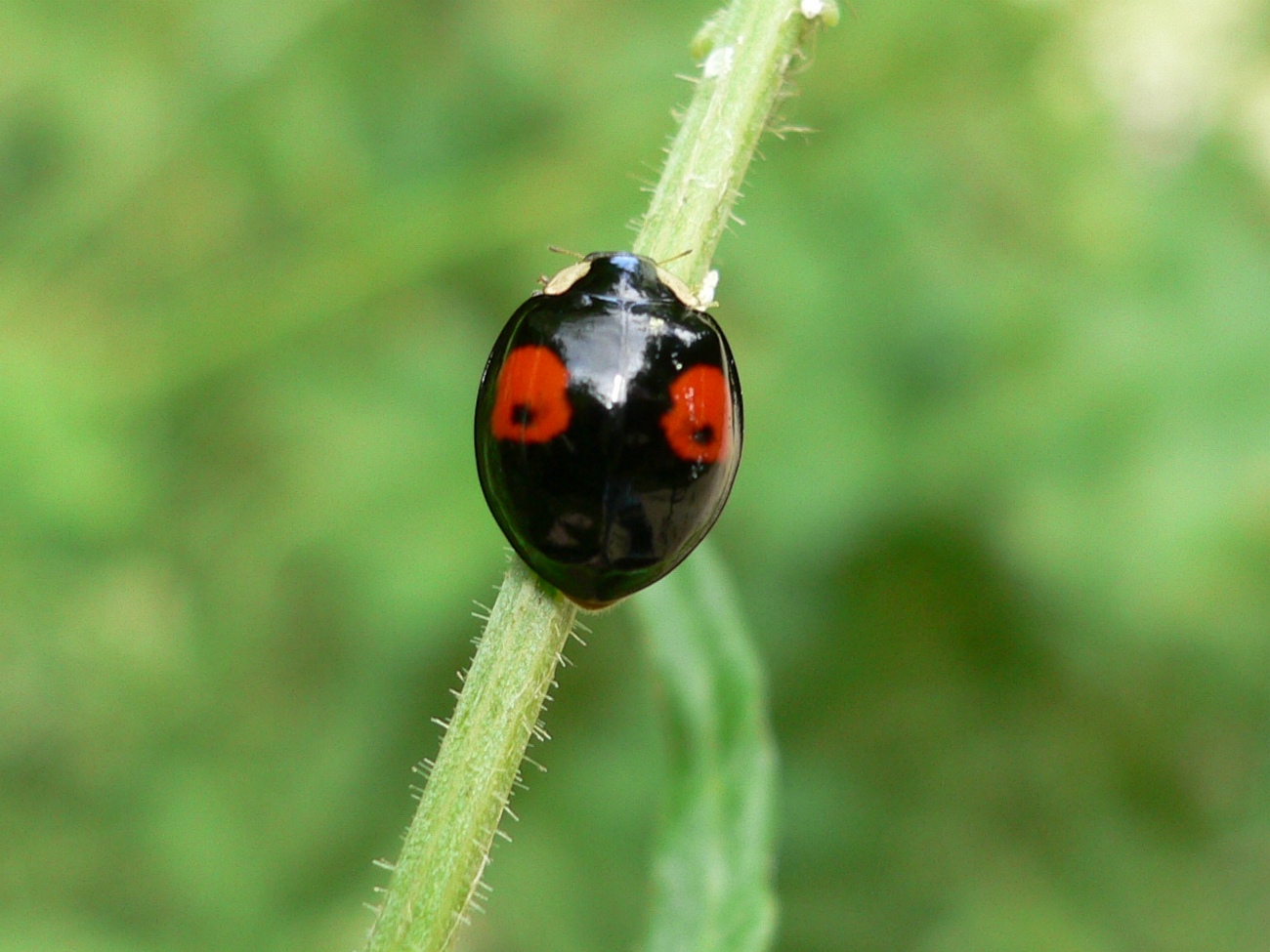 Wallpapers Animals Insects - Ladybugs le vernis est sec ??