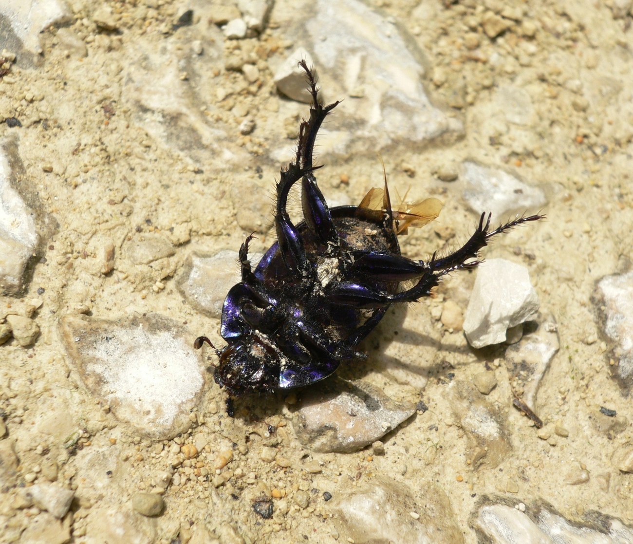 Fonds d'cran Animaux Insectes - Scarabes Un verre a va ,trois....