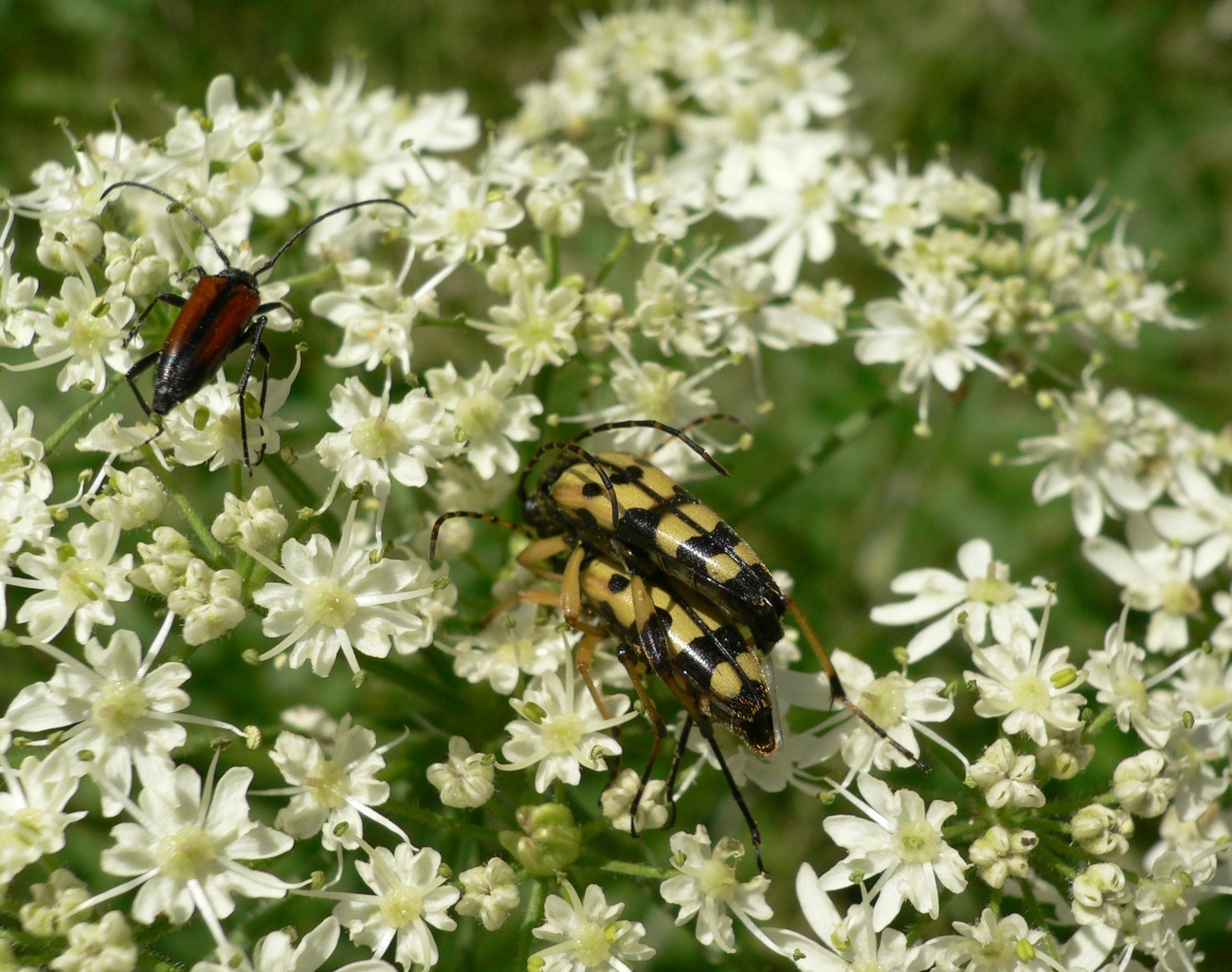 Fonds d'cran Animaux Insectes - Divers Y'a des hotels pour a !!!