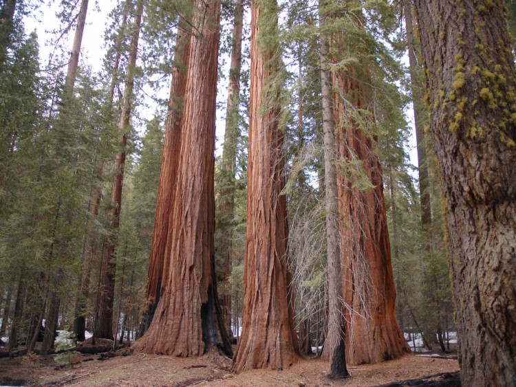 Fonds d'cran Nature Arbres - Forts squoias gants