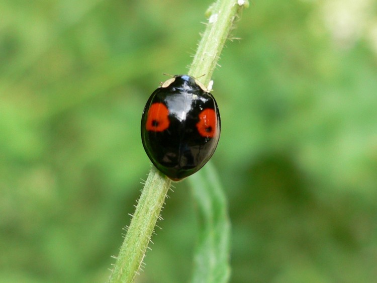 Wallpapers Animals Insects - Ladybugs le vernis est sec ??