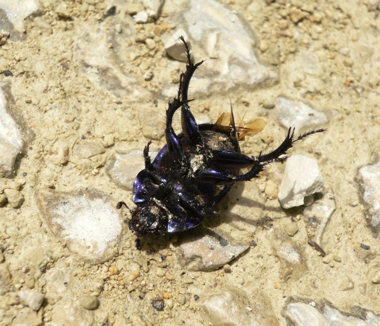 Fonds d'cran Animaux Insectes - Scarabes Un verre a va ,trois....