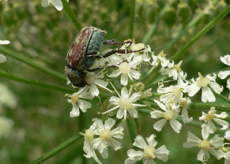 Wallpapers Animals Insects - Beetles Patine d'origine