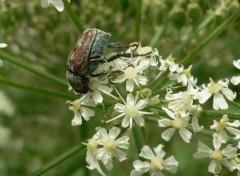 Fonds d'cran Animaux Patine d'origine