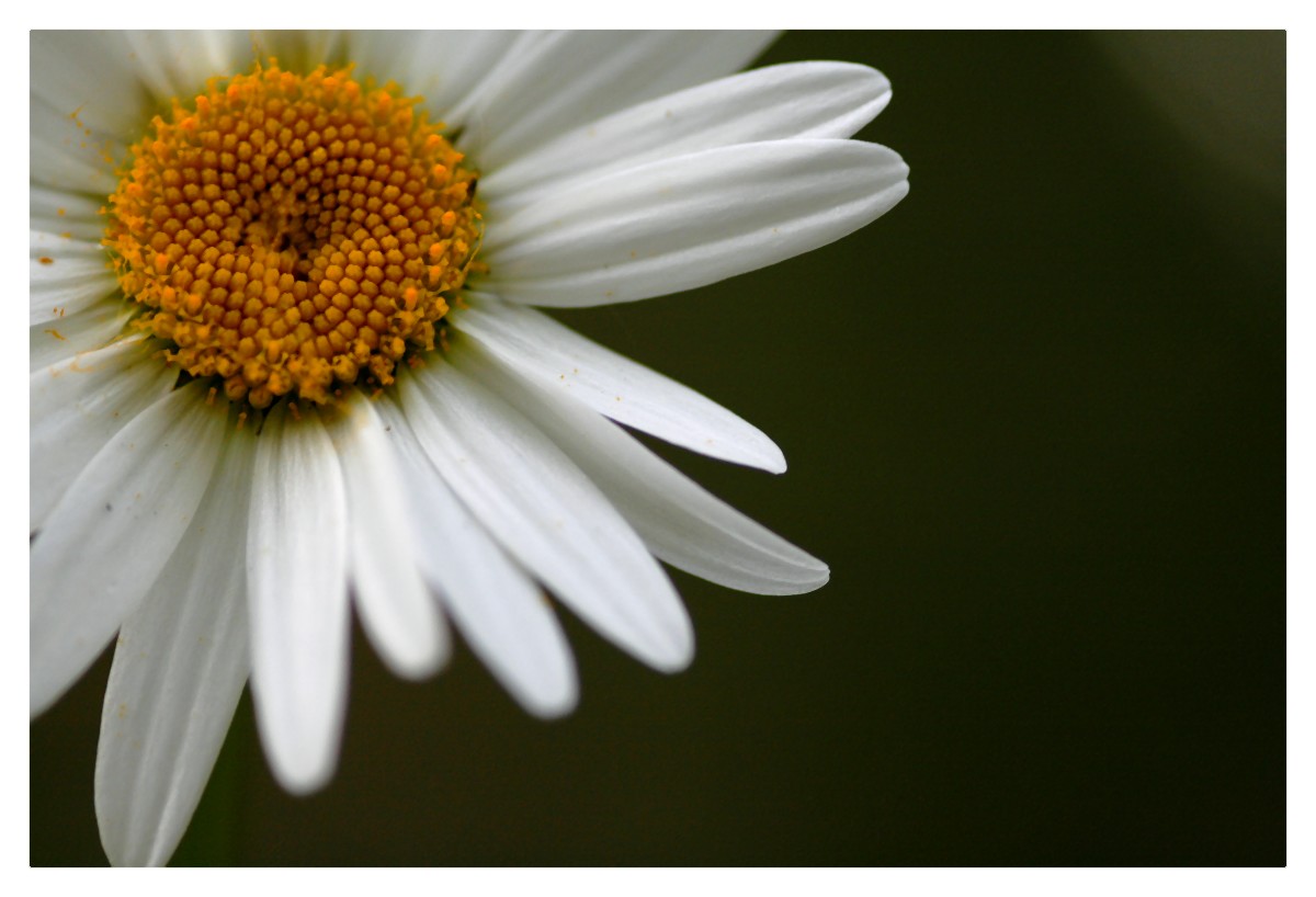 Fonds d'cran Nature Fleurs 