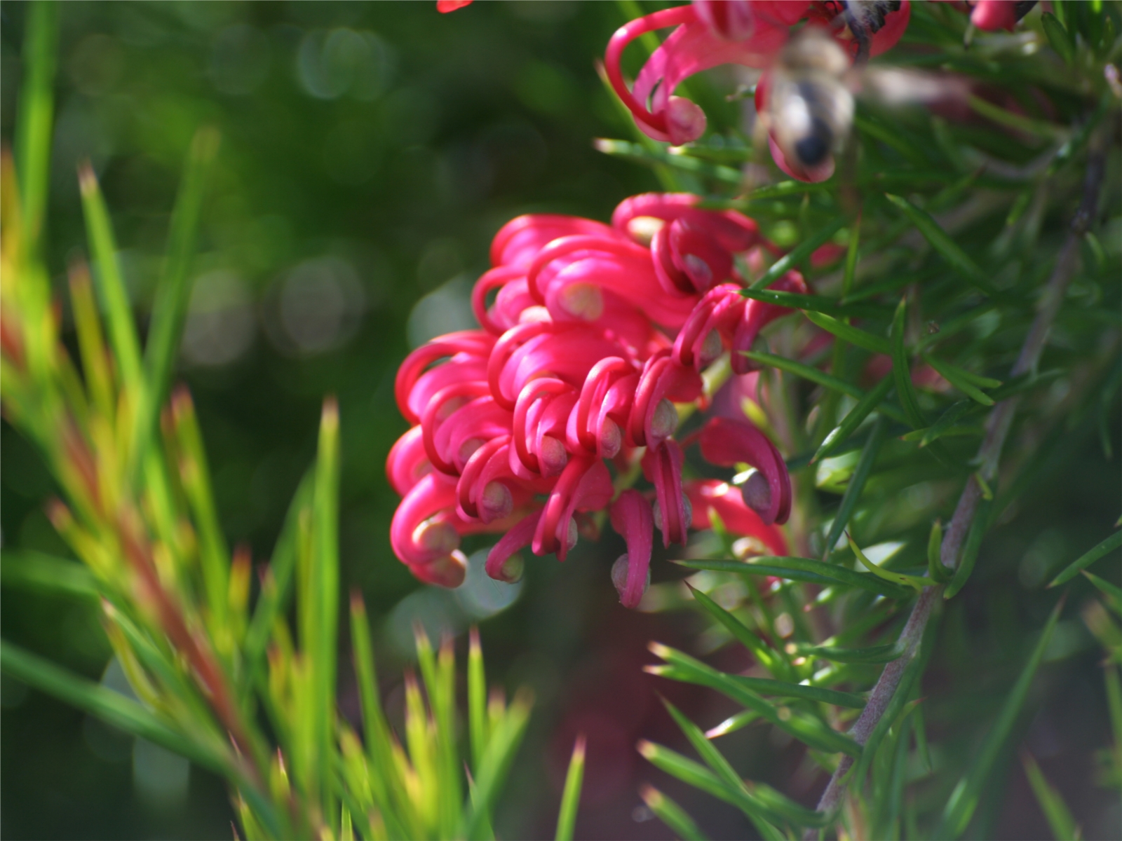 Fonds d'cran Nature Fleurs 