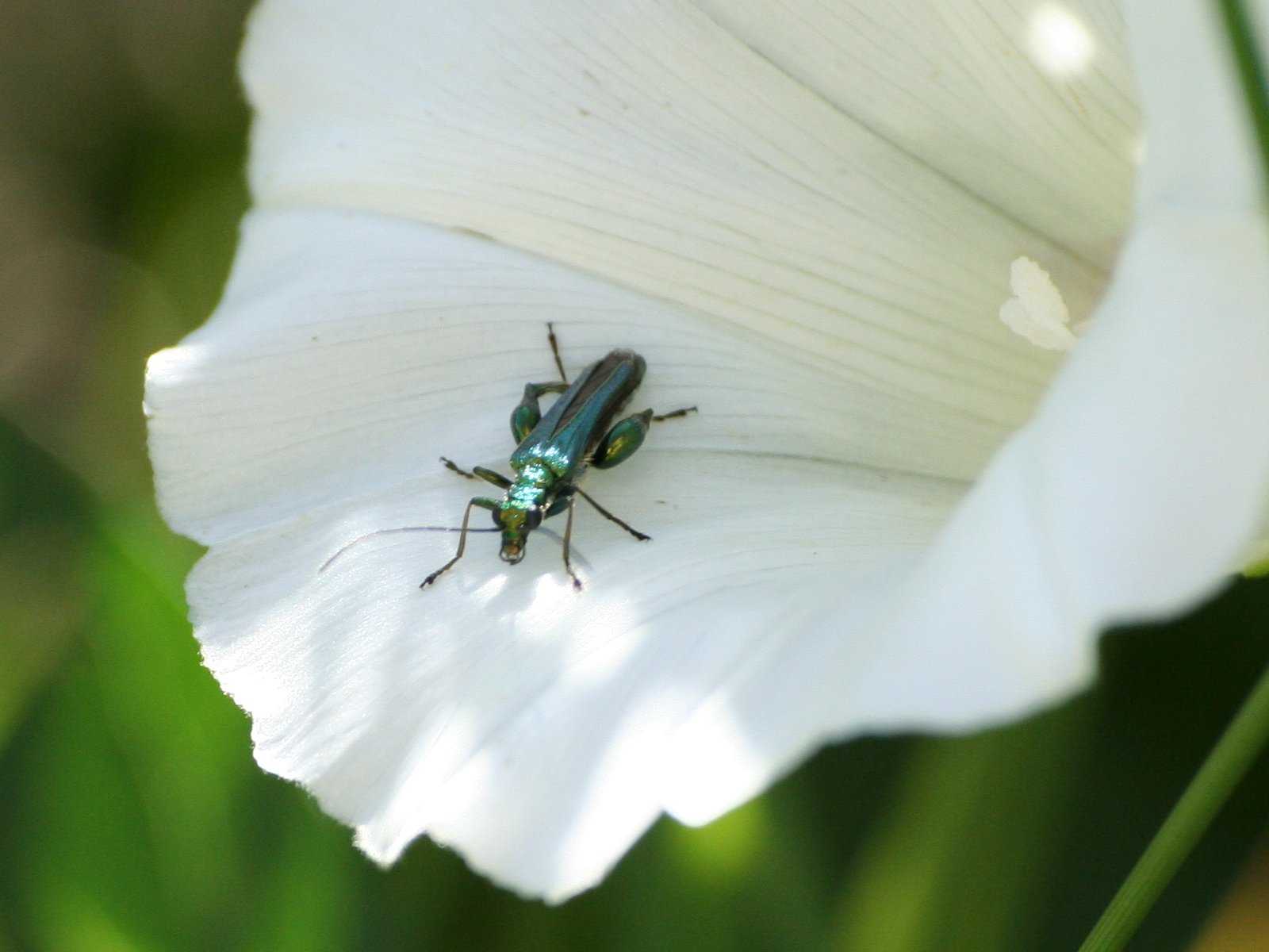 Fonds d'cran Animaux Insectes - Divers 