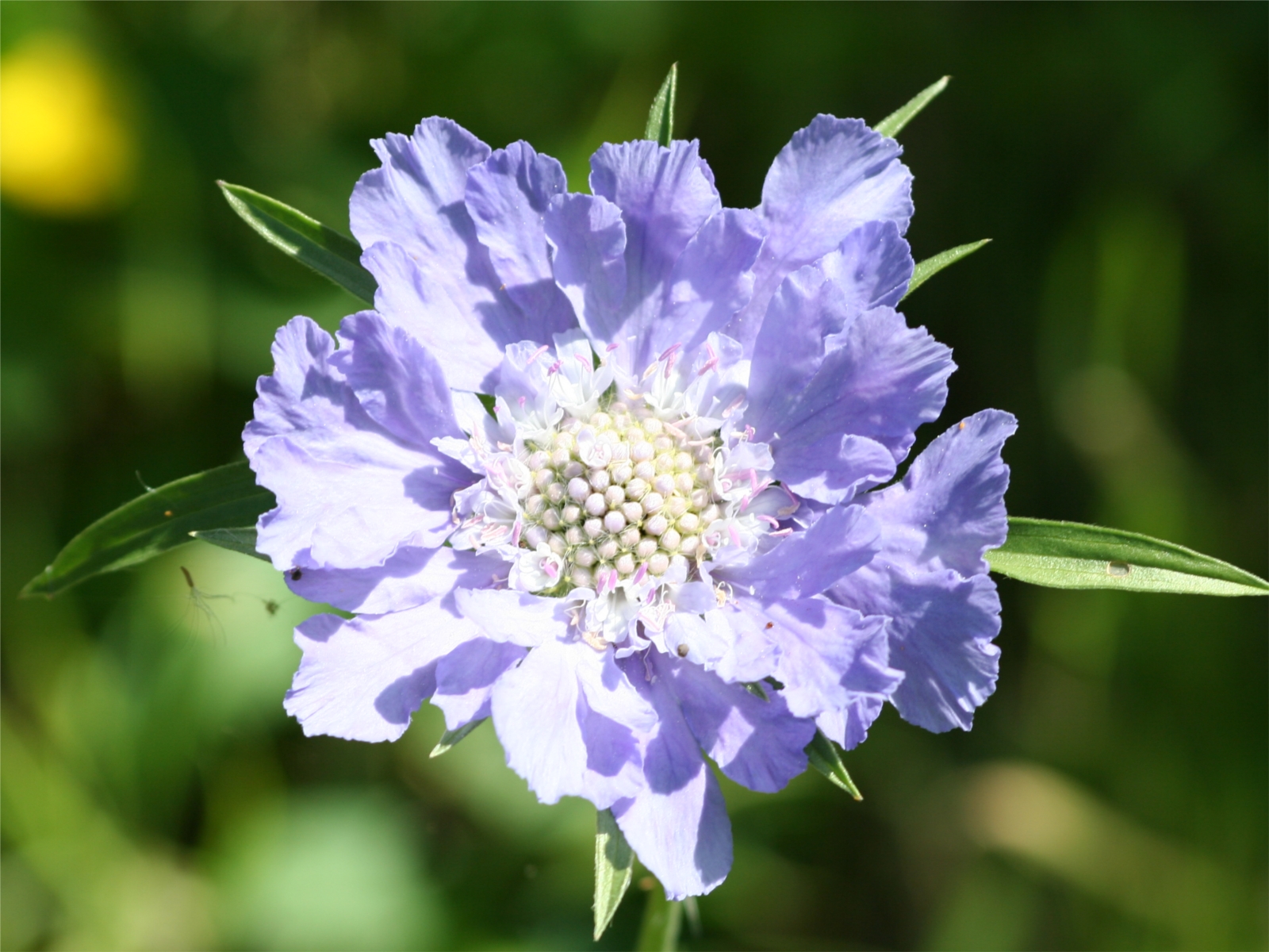 Fonds d'cran Nature Fleurs 