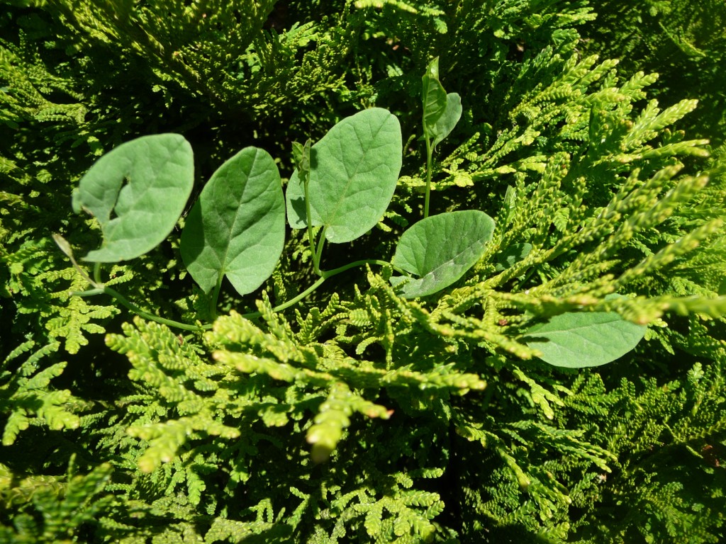 Fonds d'cran Nature Feuilles - Feuillages de si belles feuilles 