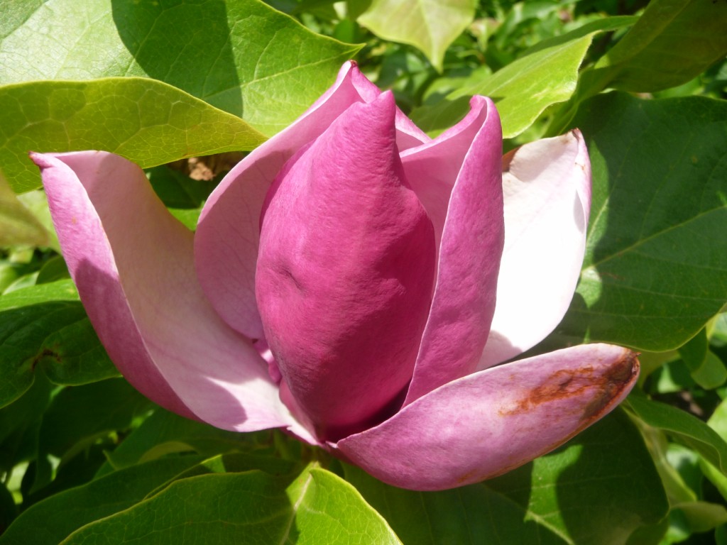 Fonds d'cran Nature Fleurs magnolia forever