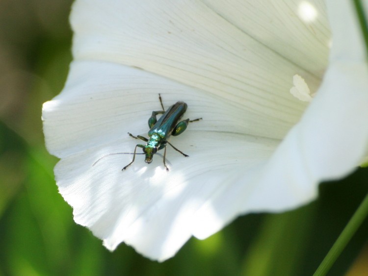 Fonds d'cran Animaux Insectes - Divers Wallpaper N236756