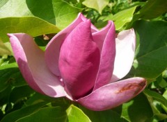 Fonds d'cran Nature magnolia forever