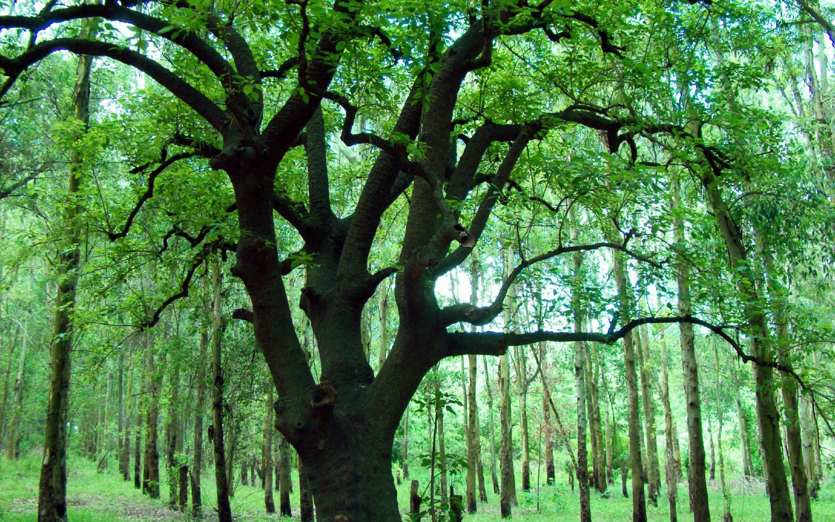 Fonds d'cran Nature Feuilles - Feuillages 