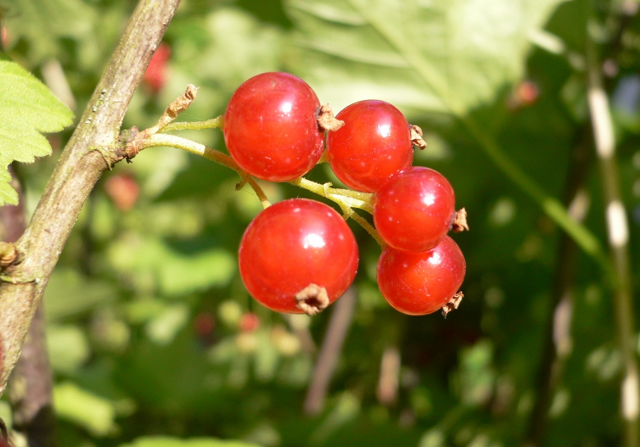 Wallpapers Nature Fruits 