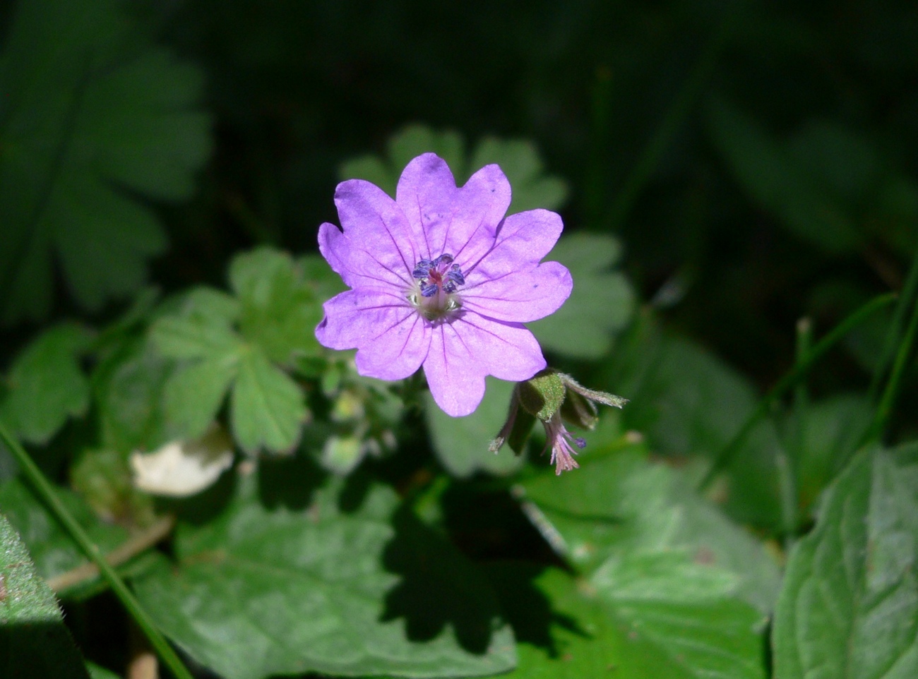 Wallpapers Nature Flowers alone in the dark 