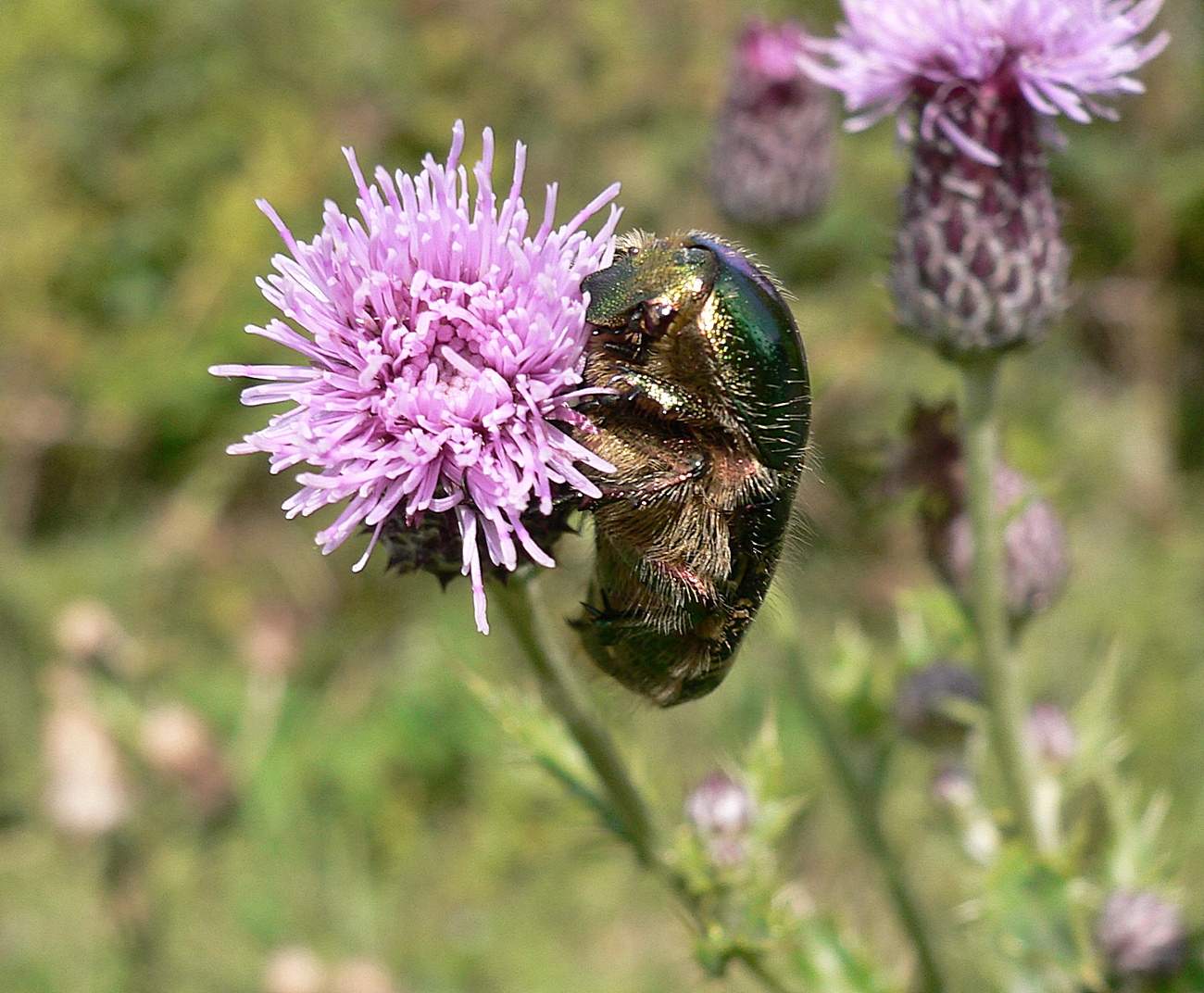 Fonds d'cran Animaux Insectes - Scarabes 