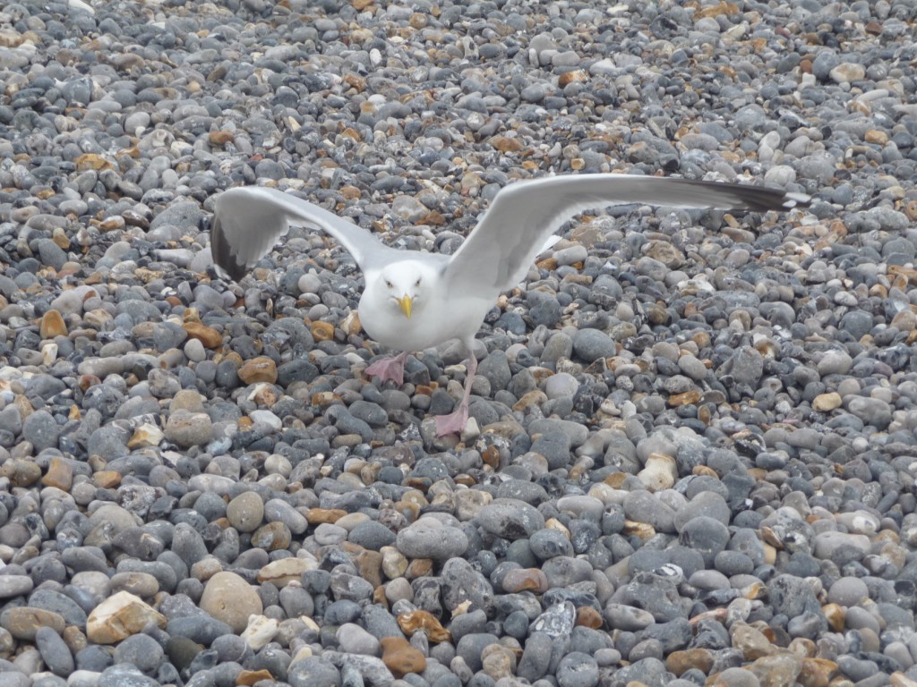 Wallpapers Animals Birds - Gulls prt pour l'envol ?