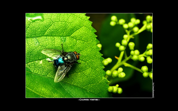 Fonds d'cran Animaux Insectes - Mouches Calliphora Vomitoria