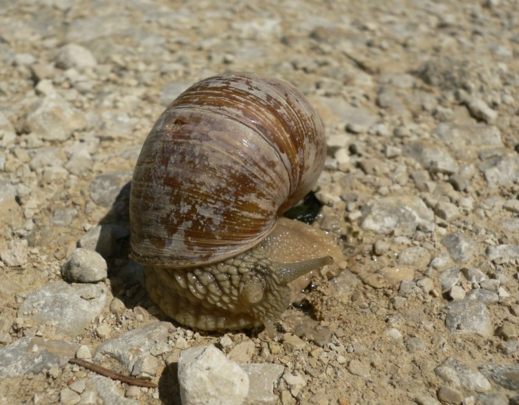 Fonds d'cran Animaux Escargots - Limaces Sur les chapeaux de roue !!