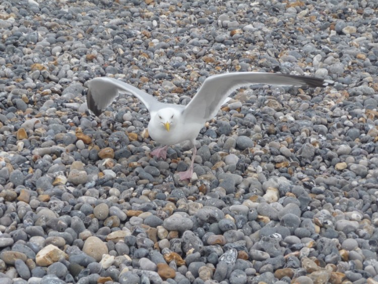 Wallpapers Animals Birds - Gulls prt pour l'envol ?