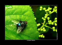 Fonds d'cran Animaux Calliphora Vomitoria