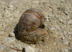 Fonds d'cran Animaux Sur les chapeaux de roue !!