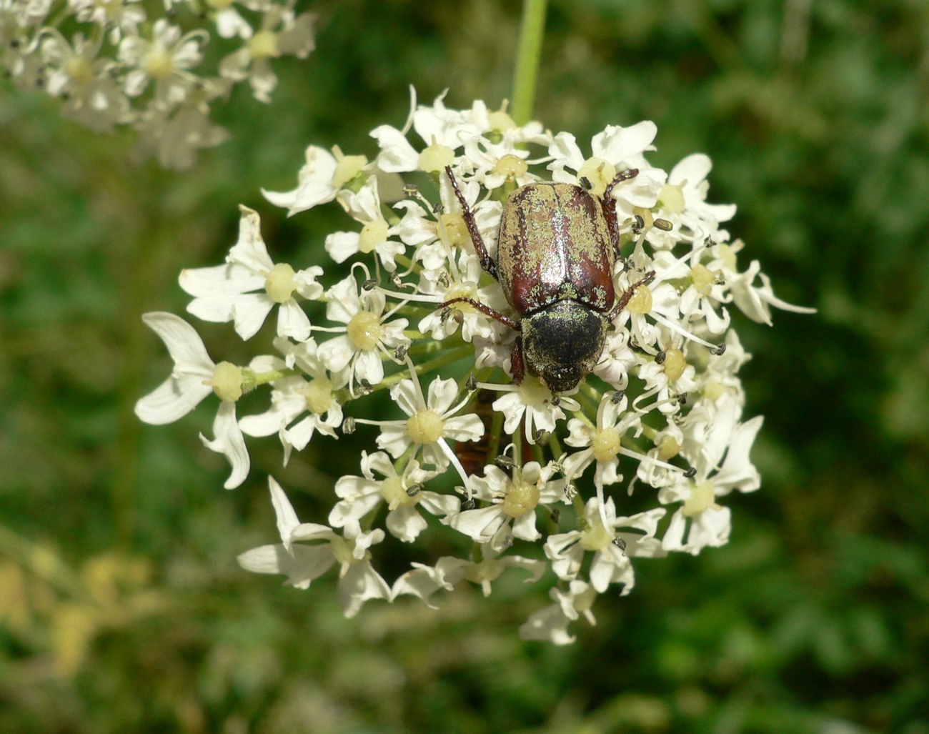 Fonds d'cran Animaux Insectes - Scarabes 