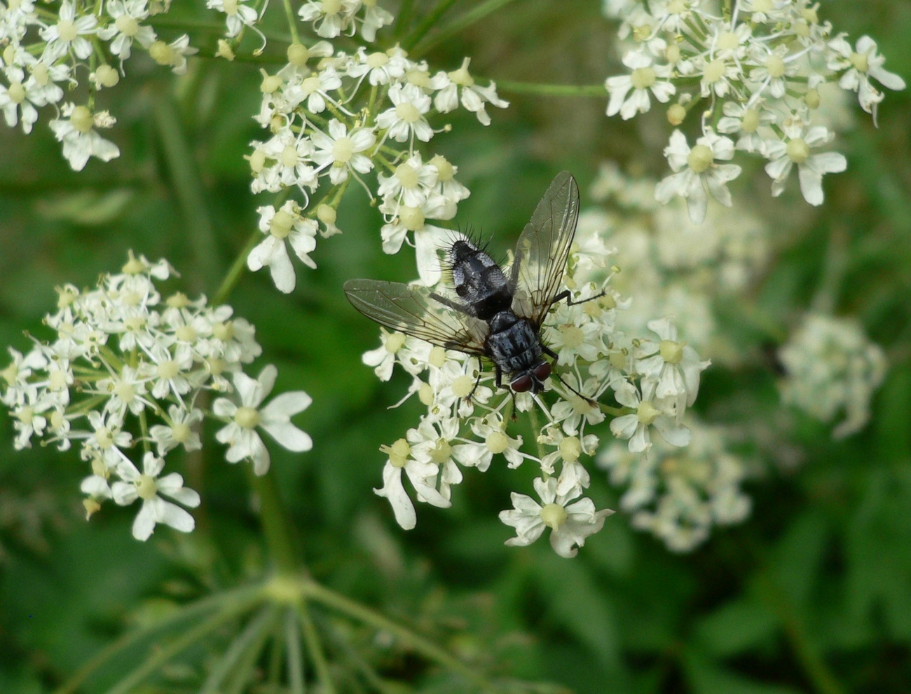 Wallpapers Animals Insects - Flies 