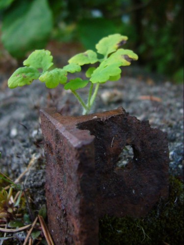 Fonds d'cran Nature Plantes - Arbustes contraste