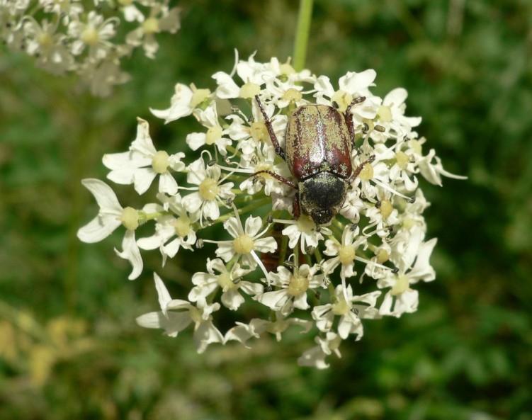 Fonds d'cran Animaux Insectes - Scarabes Wallpaper N237094