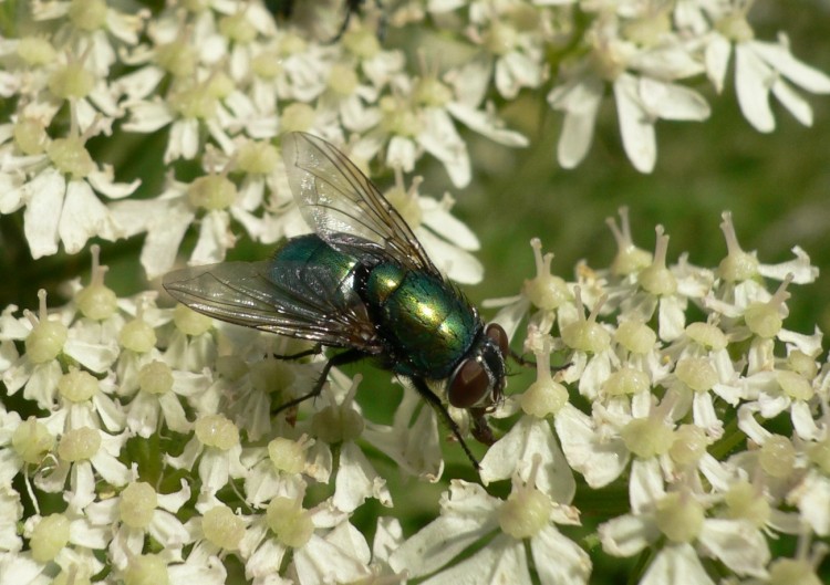 Fonds d'cran Animaux Insectes - Mouches Petite copieuse !!