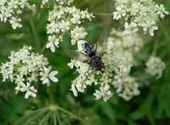 Fonds d'cran Animaux Image sans titre N237097