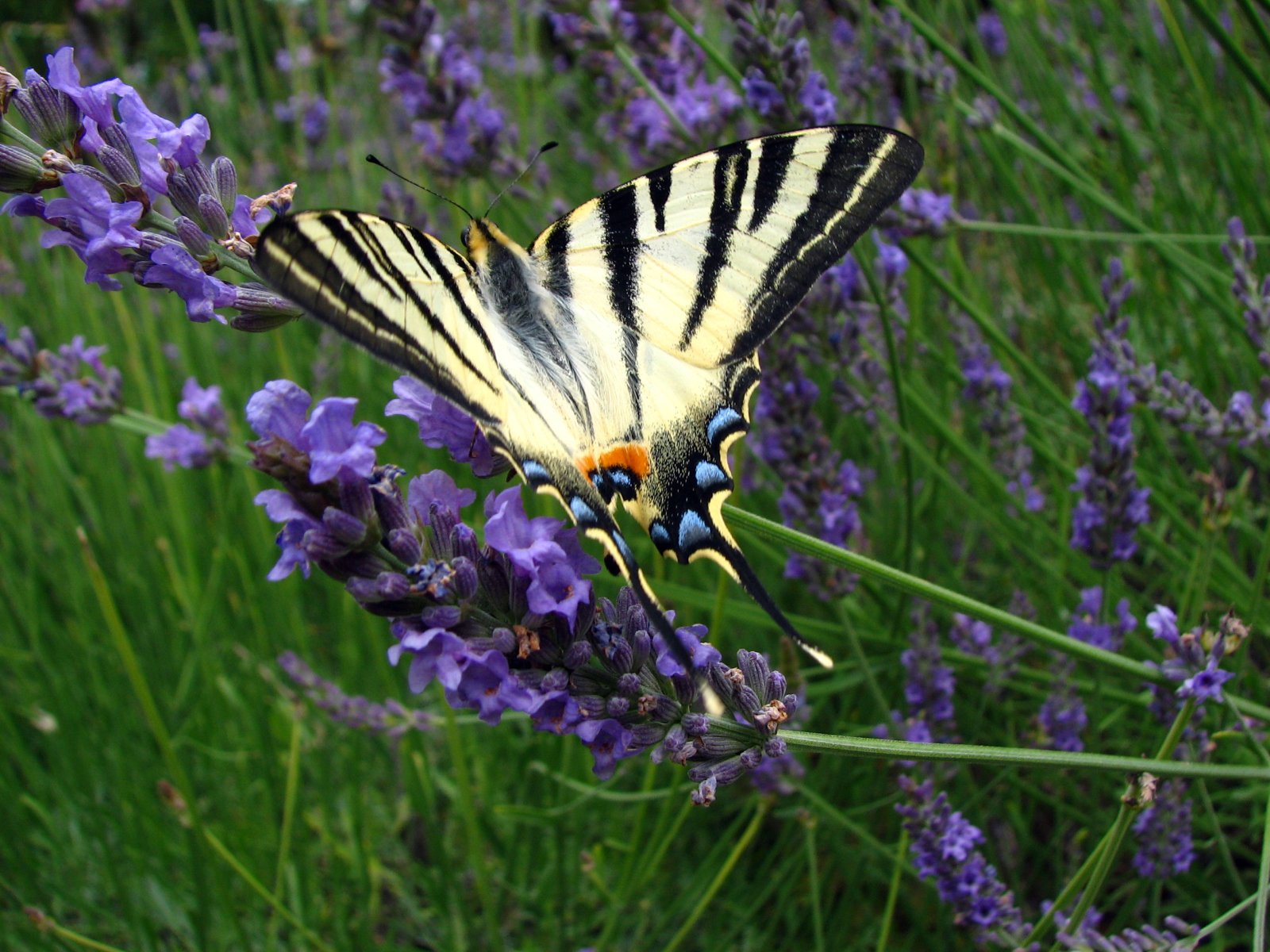 Wallpapers Animals Insects - Butterflies le flamb