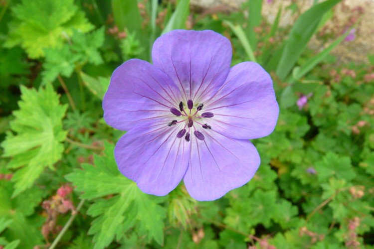 Fonds d'cran Nature Fleurs Geranium vivace bleu