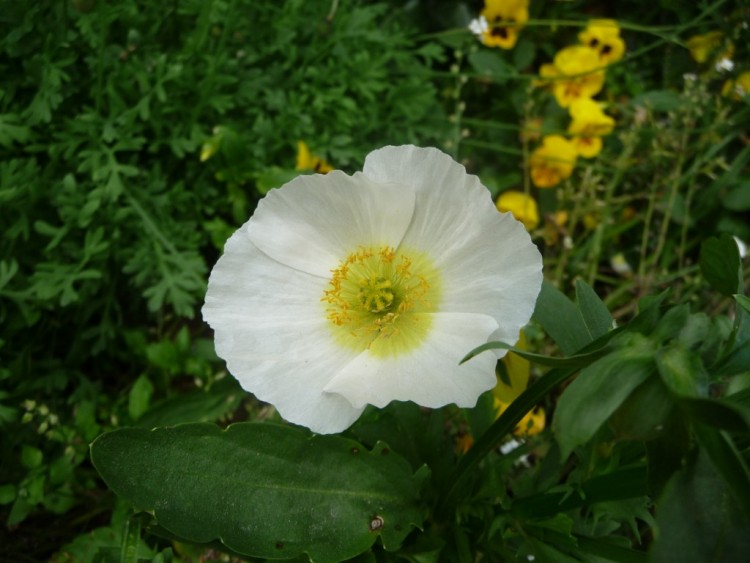 Fonds d'cran Nature Fleurs un coeur  prendre