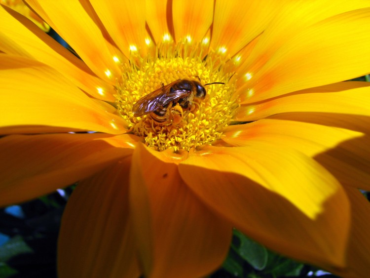 Fonds d'cran Animaux Insectes - Abeilles Gupes ... A table !!!!