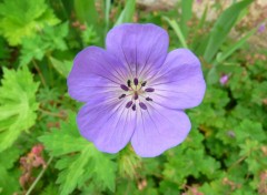 Fonds d'cran Nature Geranium vivace bleu