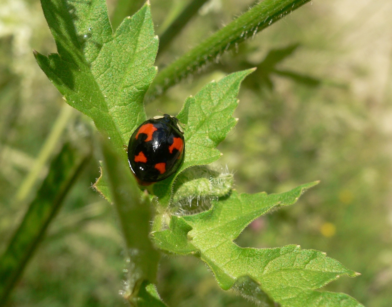 Fonds d'cran Animaux Insectes - Coccinelles 