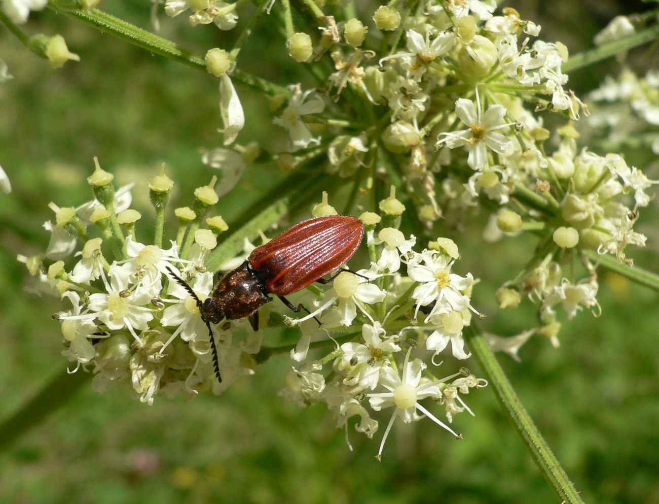 Fonds d'cran Animaux Insectes - Divers 