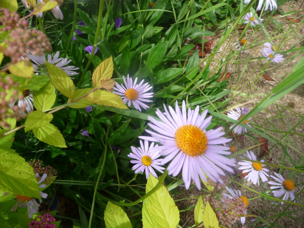 Wallpapers Nature Flowers une si belle margueritte