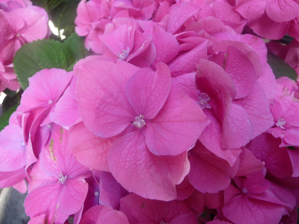 Fonds d'cran Nature Fleurs on dirait des volants 