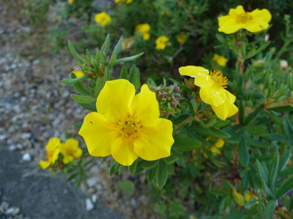 Wallpapers Nature Flowers un si beau jaune