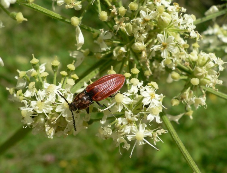 Fonds d'cran Animaux Insectes - Divers Wallpaper N237109